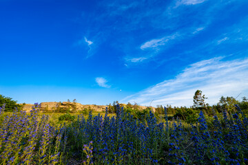 Blue summer wildflowers with limestone bluff under blue sky background