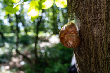 snail on a tree