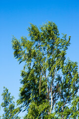 Birch bowed by strong winds on a clear sunny day
