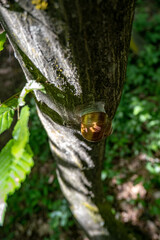 snail innthe forest