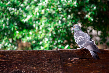 Pigeons perched on a piece of wood with blurred background.