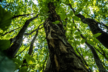 tree in the woods