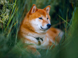 Dog in flowers