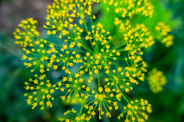 yellow flower background