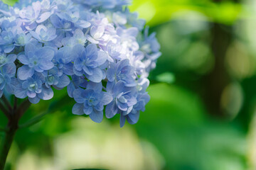 八重のアジサイの花びら