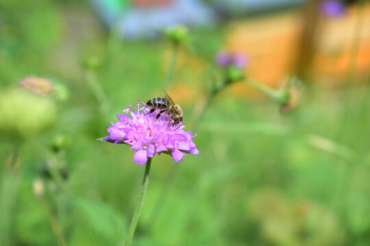 Honigbiene, Apis mellifera, auf Ackerwitwenblume vor Bienenstand mit Bienenst&ouml;cken