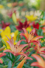 オレンジのユリ