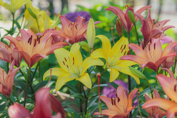 カラフルなユリ畑