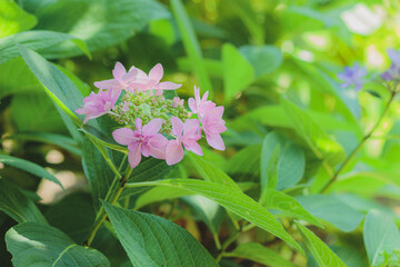 ピンクのガクアジサイ