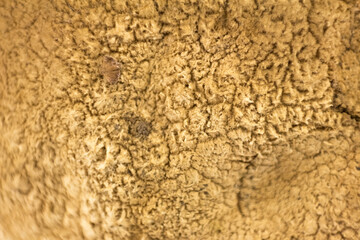 Macro photography of mushrooms. Close up
