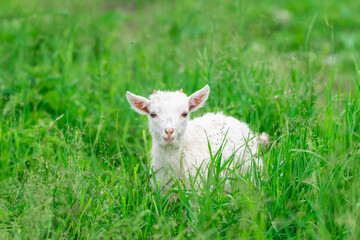 Naklejka na ściany i meble goat on grass