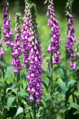 Obraz premium Group of purple digitalis flowers in a meadow on blurred background
