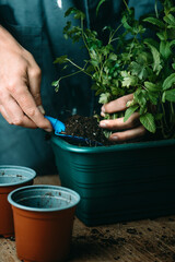 man is planting aromatic herbs on a window box