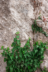 Ivy on the stone wall, old wall, background for the inscription