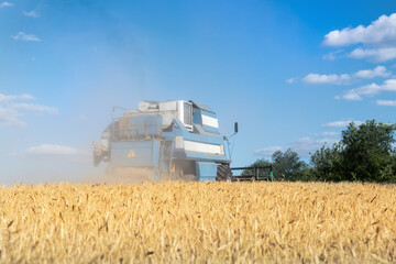 Fototapeta premium Harvested mowed golden wheat field on bright summer or autumn day against combine harvester and vibrant blue sky on background. Agricultural yellow field after industrial machinery work landscape