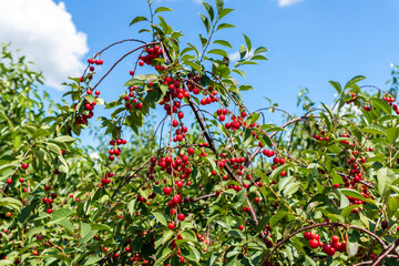 Many fruit trees with green leaves twig and many red ripe tasty juicy dessert cherry berries growing in orchard. Natural eco fruit garden background. Organic nutritious agribusiness concept