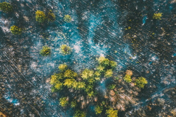 Aerial View. Spring Dry Grass Burns During Drought Hot Weather. Bush Fire And Smoke In Forest. Wild Open Fire Destroys Grass. Nature In Danger. Ecological Problem Air Pollution. Natural Disaster.