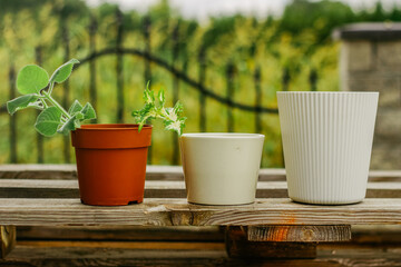 flowers in the pots