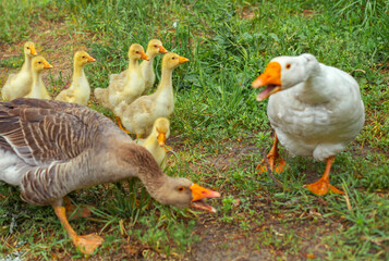Couple of geese with small yellow goslings on a walk