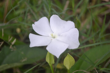 Obraz premium Single white flower in the forest. Flower background