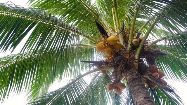 Ripe coconut fruits on a coconut tree. Travel concept.