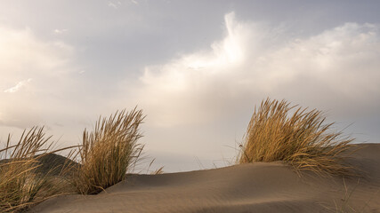 dos matorrales y en el centro arena en la playa de los Genoveses en Cabo de gata