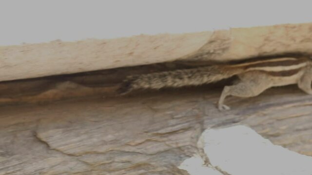 Indian Palm Squirrel Running Through Narrow Passage