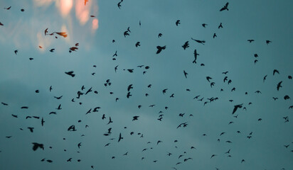 flock of birds