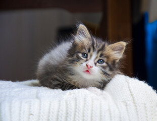 Cute, the pet is looking up. The little kitten rests on a white, knitted plaid. A lone cat is lying on the bed. The animal feels love and security at home.