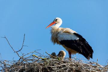 A white stork on the bird nest