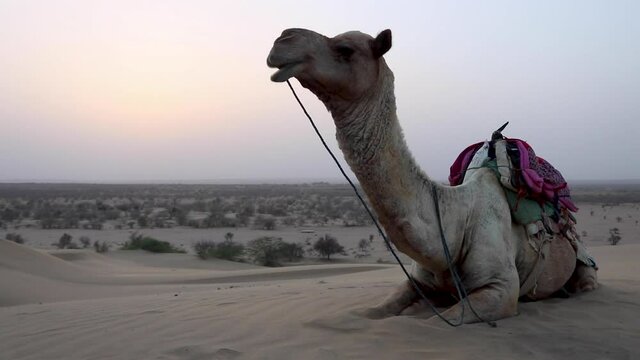 Camel Resting on Sand