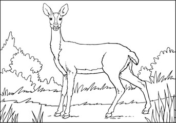 Female doe deer, hand drawn illustration