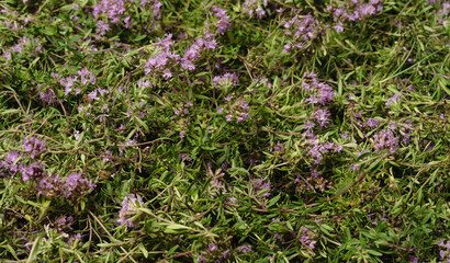 Thyme creeping Thymus praecox, dried for tea