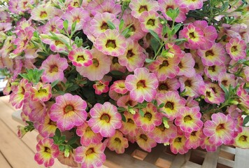 Orange petunias (Petunia hybrida) flowers in the garden