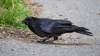  Black raven with nuts in its beak standing on footpath