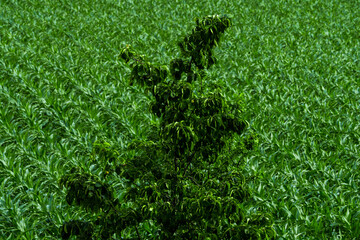 Lone green tree on green corn field background 