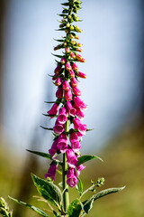 A pink digitalis in the forest