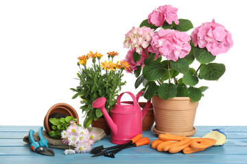 Obraz na płótnie Canvas Beautiful potted plants and gardening equipment on blue wooden table against white background