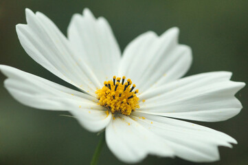 Fototapeta premium コスモス 白