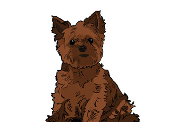 Drawing of Yorkshire terrier - cartoon portrait of yorkie sitting and looking at you