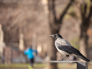 Focus on a hooded crow, a black and grey crow bird from the corvidae family, also called Corvus Cornix, posing and standing on grass in Belgrade, Serbia during a sunny afternoon...