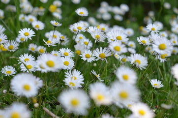Stokrotka , pole stokrotek , Stokrotki , pole stokrotek ,kwiat, charakter, daisies, lato, biała, pola, hayfield, kwiat, zieleń, jary, gras, roślin, rumianek, zółty, daisies, kwiat, jardin, rumianek © Szymon