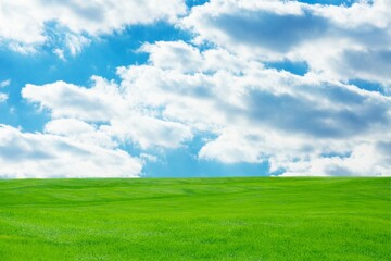 Fototapeta premium Field.