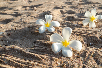 Plumeria or frangipani flowers with solid shadow in evening on sand beach at coast. for massage aroma therapy spa set in luxury hotel bathroom. summer travel holidays tropical concept.