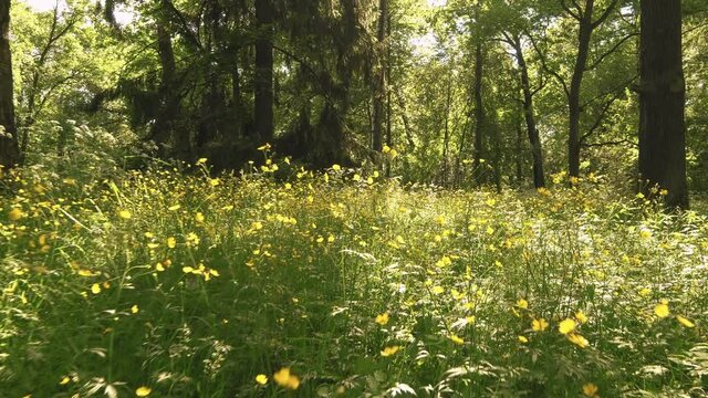 Walk forward through forest glade with yellow flowers. Stabilized live camera low angle view in 4k