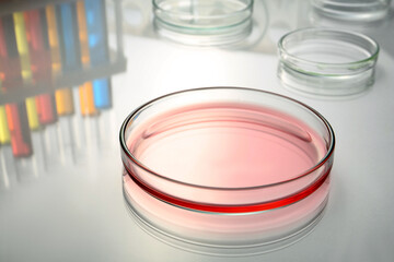 Petri dish with red liquid on white table