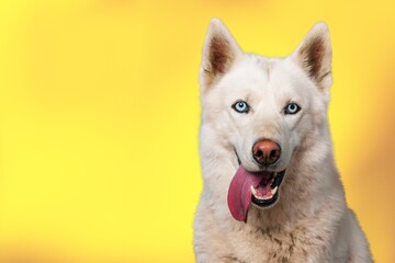 Dog.