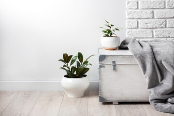 White wooden box and young home plants in white flower pots on white wall background