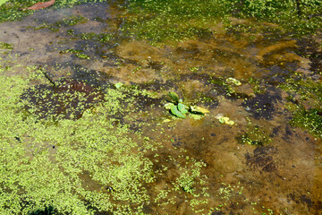 Myriophyllum aquaticum plant is in a river with clear water flow