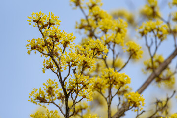 Yellow flower of cornus officinalis,  Japanese cornelian cherry